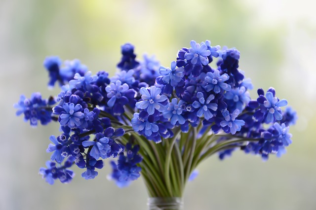 modré květinky.jpg