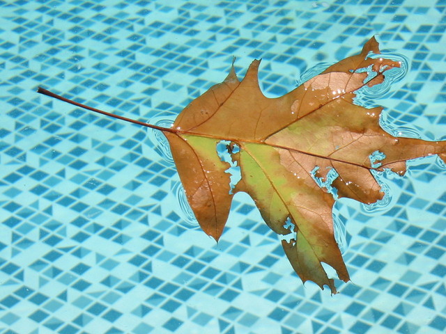 plavající list na hladině v bazénu